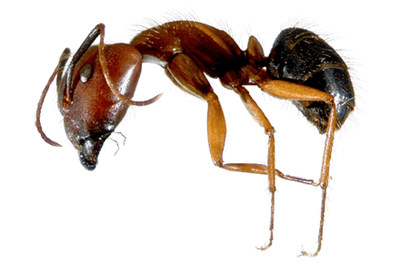 A Florida carpenter ant.