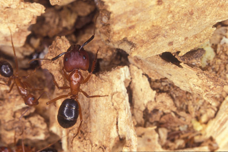 Florida carpenter ants.