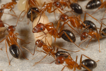 Florida carpenter ants.