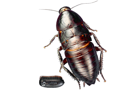 A Florida wood roach and larvae.