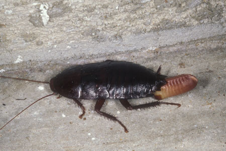 A florida woods roach and larvae.