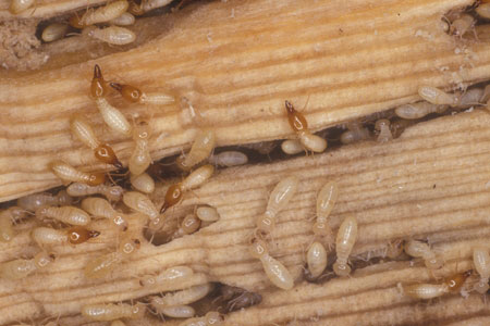 Formosan termites.
