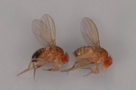 Female and male fruit flies
