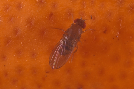Closeup of a fruit fly.