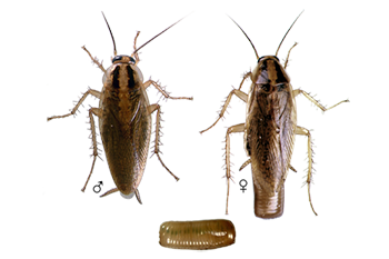 German roaches and a german roach larvae.