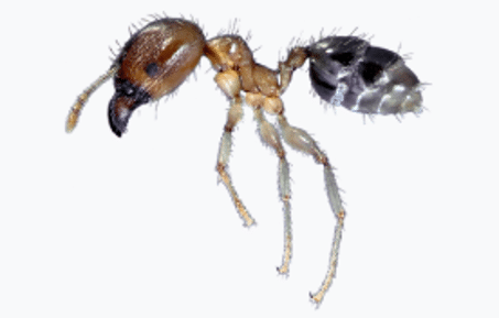 white footed ant