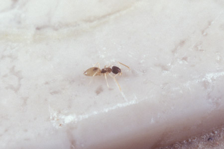 A ghost ant.