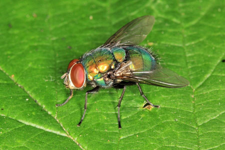 A green bottle fly on a leaf.