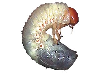 A grub worm.