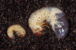 Grub Worms Facts & Information | Hulett Pest Control