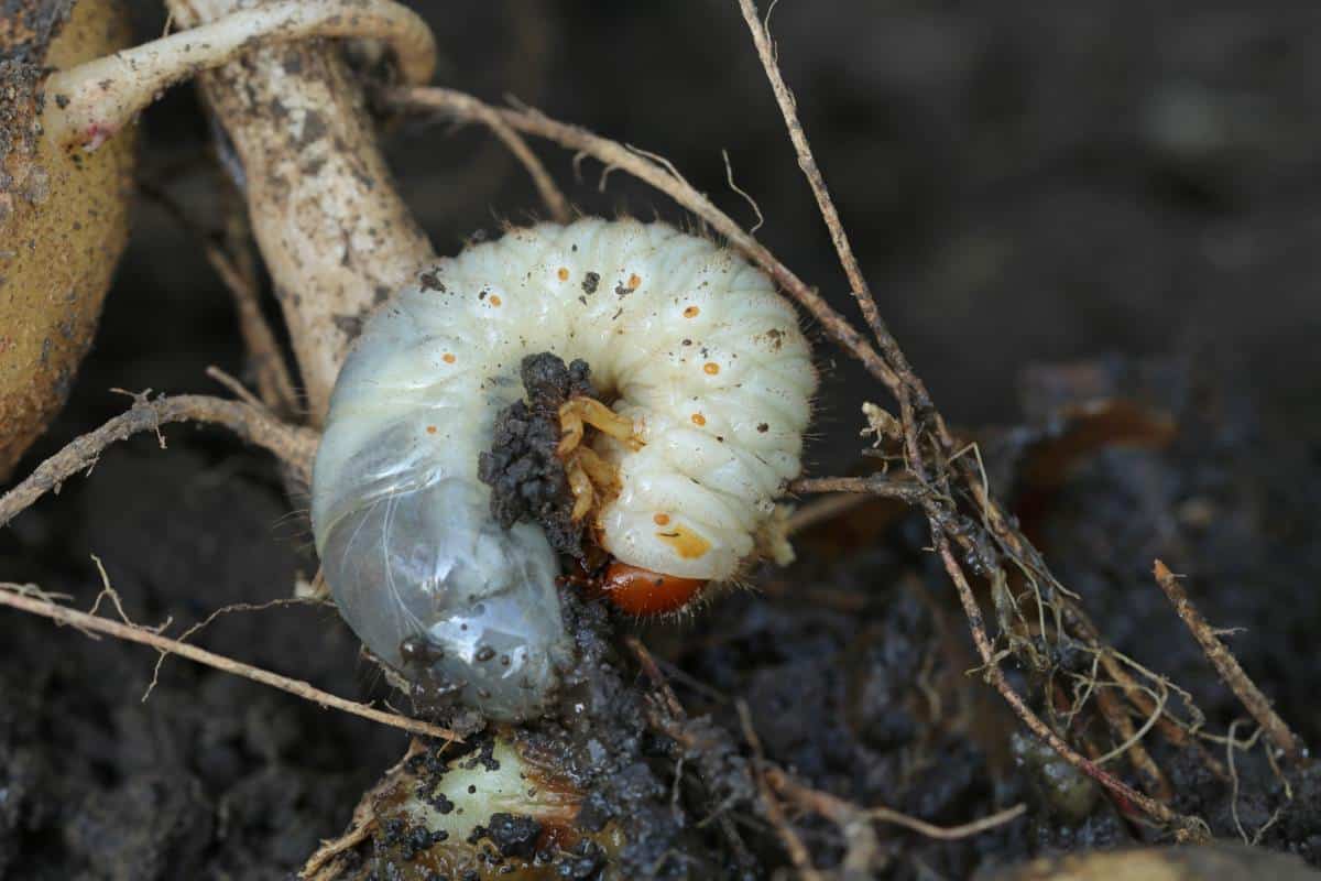 Larvae of a beetle, also known as a grub, curled up on some lawn debris.