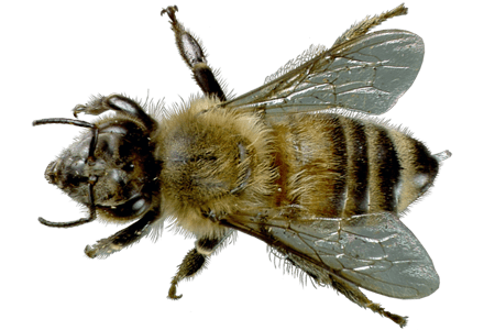 A honey bee.
