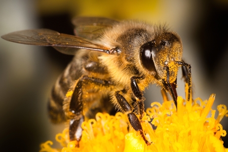 A honeybee on a flower.