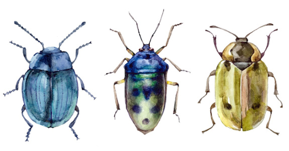 Carpet beetles.