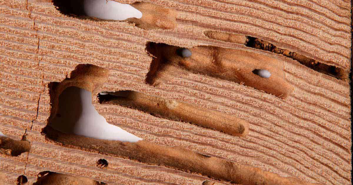 Drywood termite store treatment