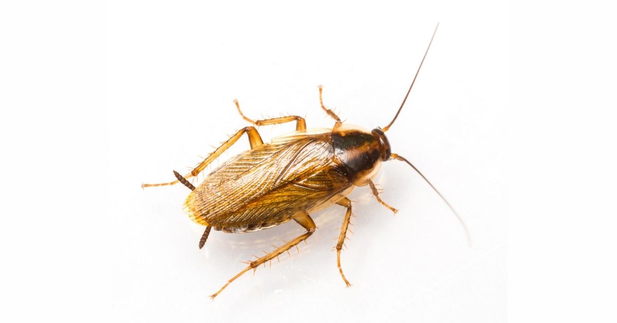 A german cockroach.