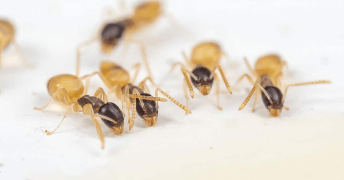 Closeup of several Ghost ants.