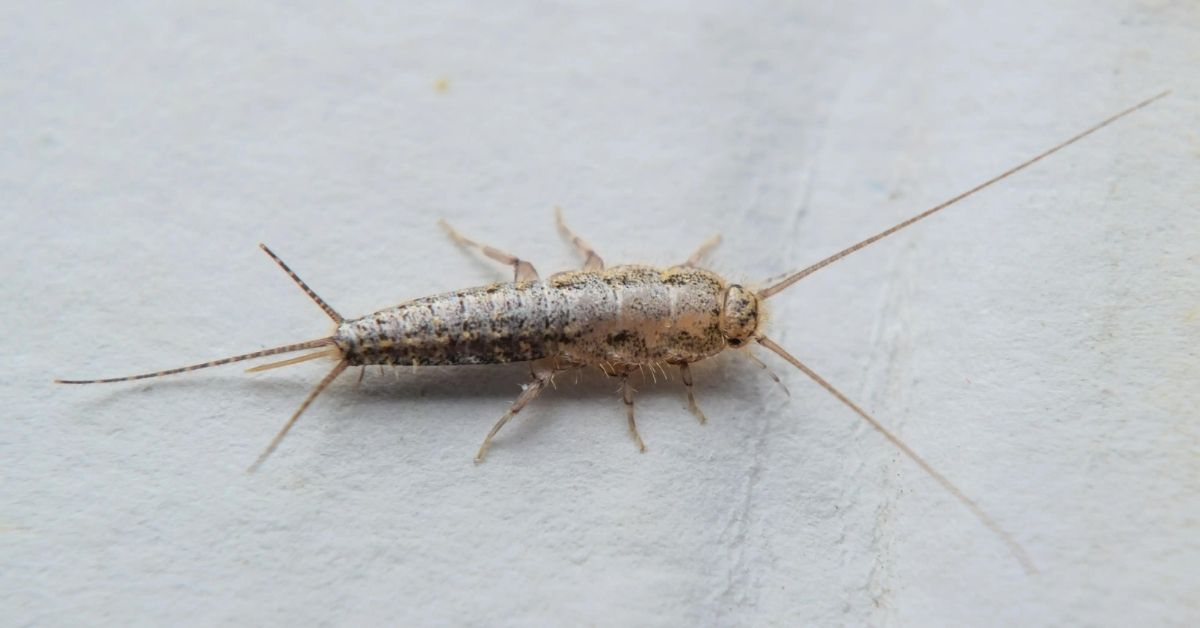 How to Make Natural Moth & Silverfish Repellant