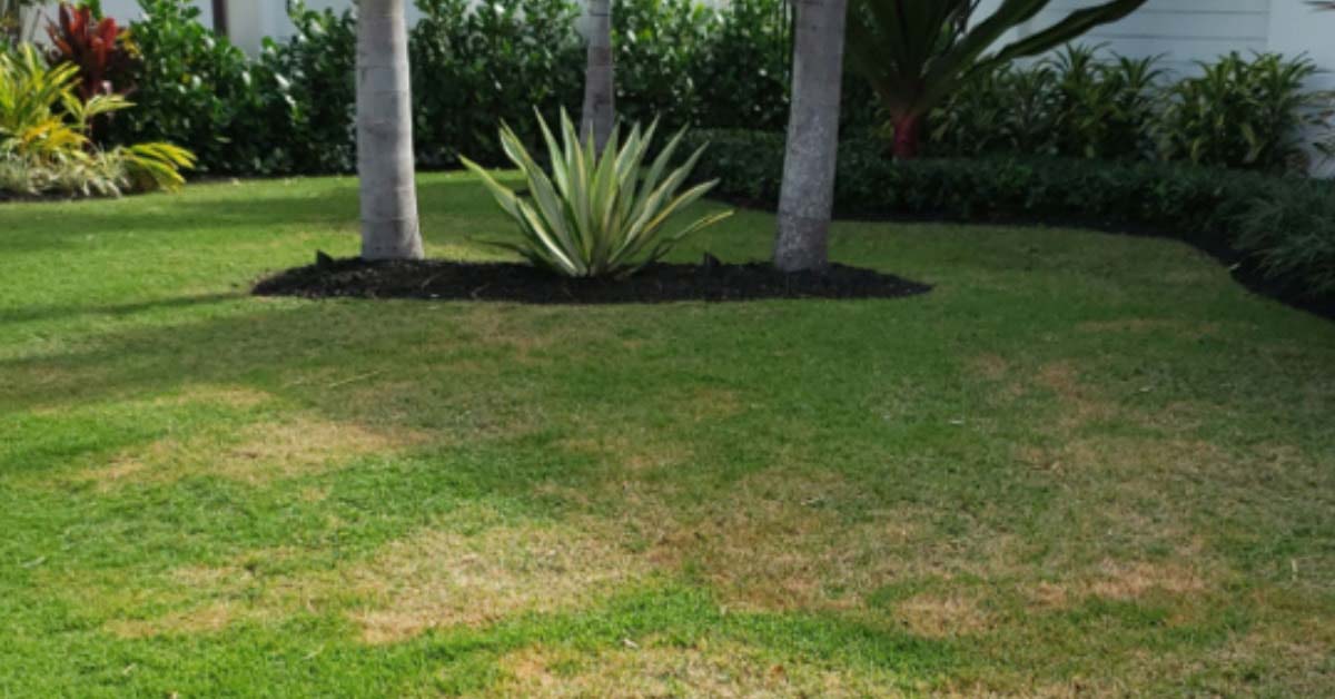 A yard with brown patch fungus.