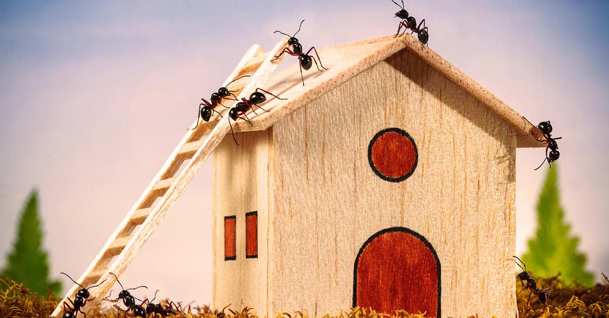 Ants crawling on a model home.