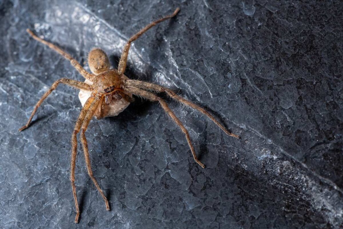 A female wolf spider holds her egg sac on a black stone.