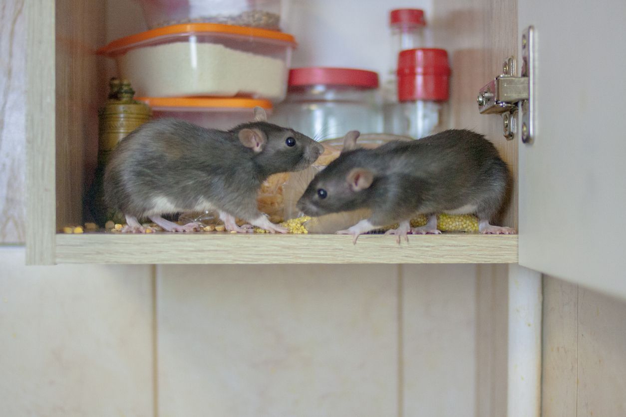 Two mice in a cupboard are eating spilled food with food containers stacked behind.