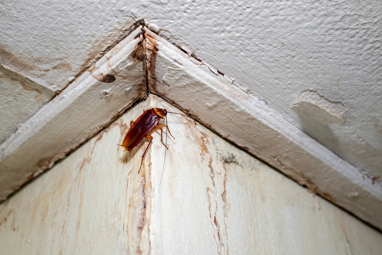 A cockroach crawling near a corner on the ceiling in a dirty home with water damage
