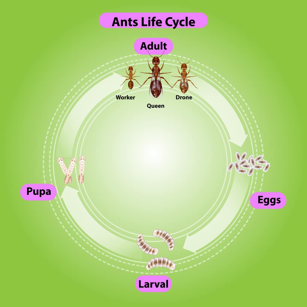 Graphic illustration of the ant life cycle.