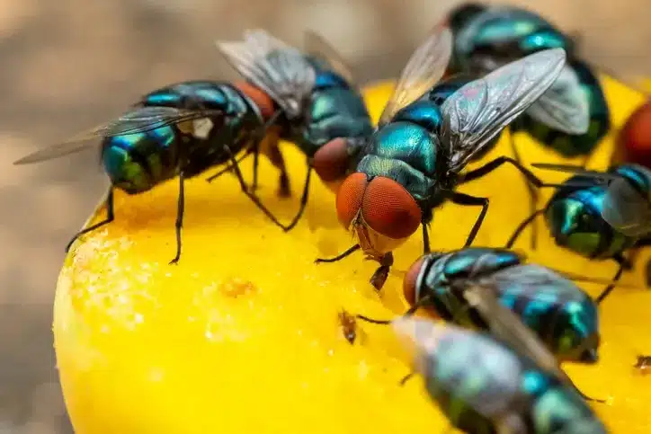 Close-up of horse flies eating a mango