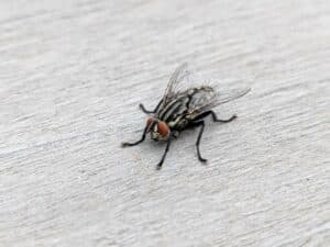 What Are Flesh Flies? | Hulett Environmental Services