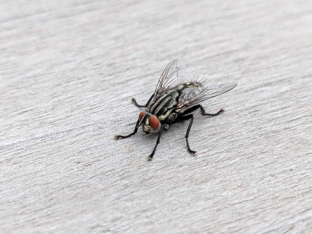 Flesh fly sitting on a counter top.