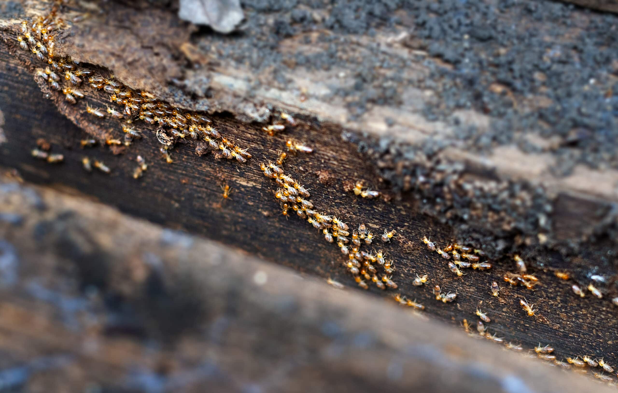 Termites marching on old wood.