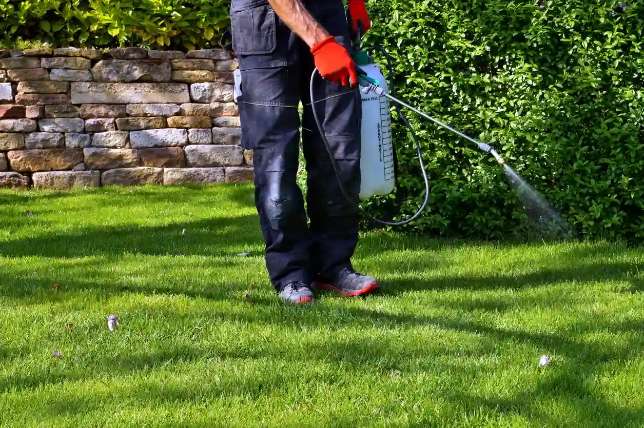 Spraying pesticide with portable sprayer to eradicate garden weeds in the lawn. weedicide spray on the weeds in the garden.