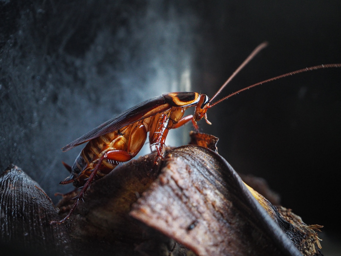 A cockroach stands on top of a piece of rotten food.