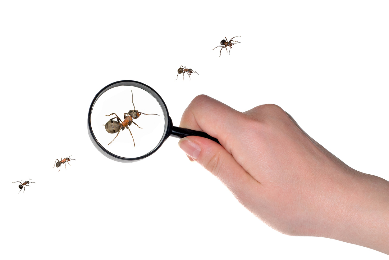A hand holding a magnifying glass up to an ant