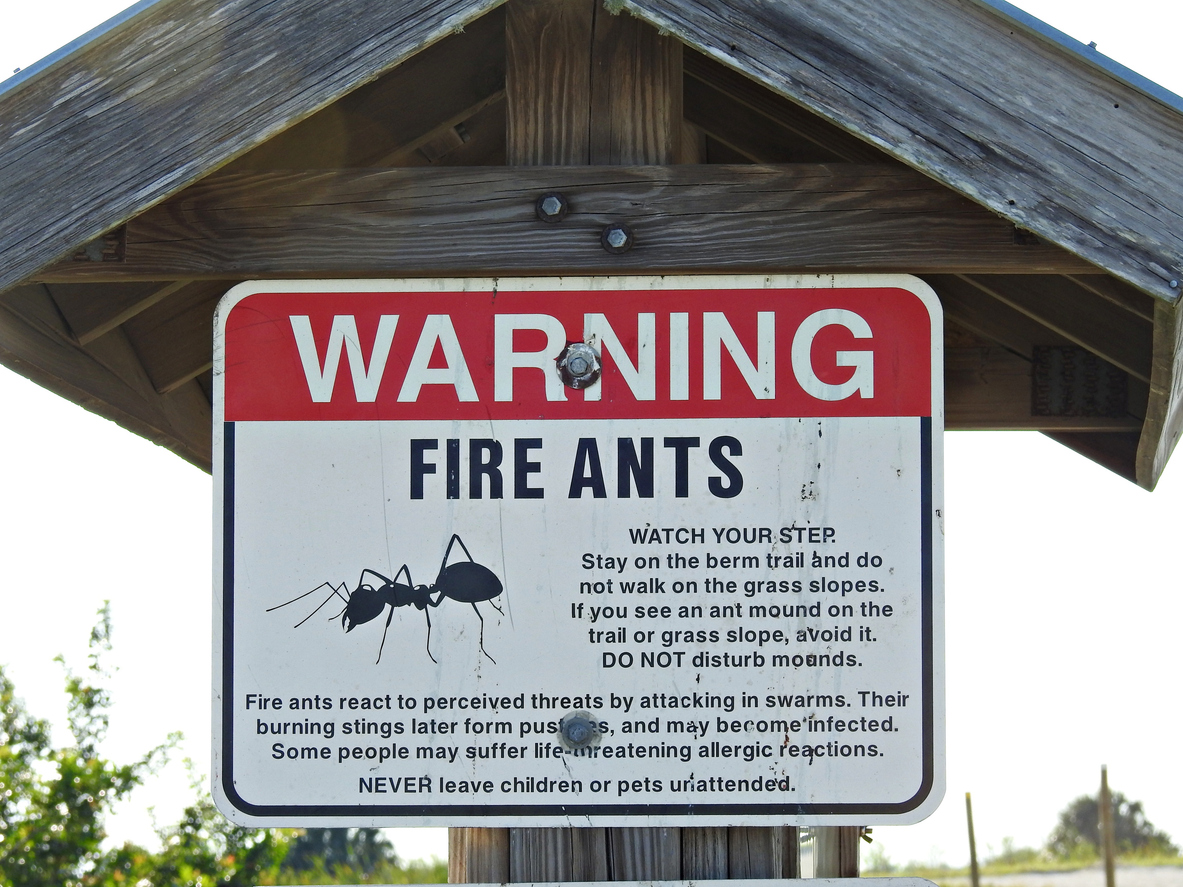 Fire ant warning sign