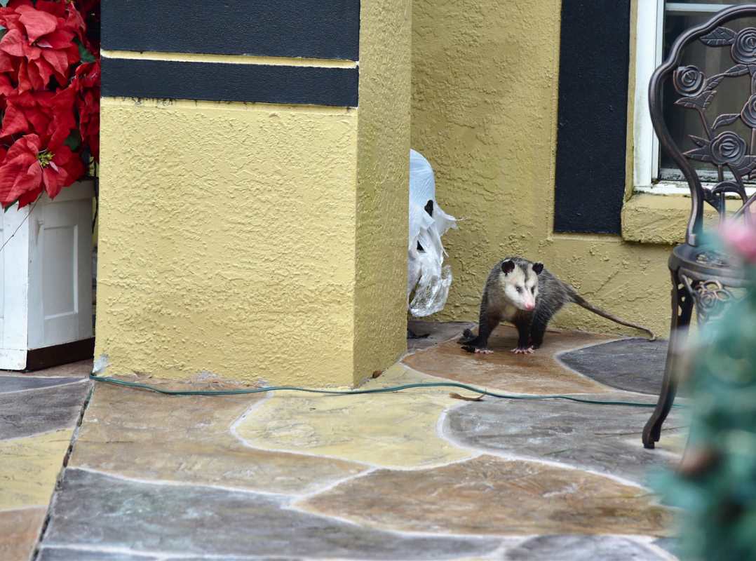 Possum is tearing and ribbing apart garbage bag