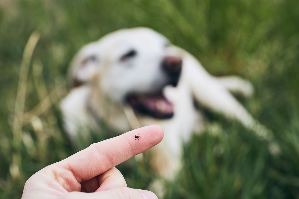 Tick on human finger with a dog laying in the grass in the background.