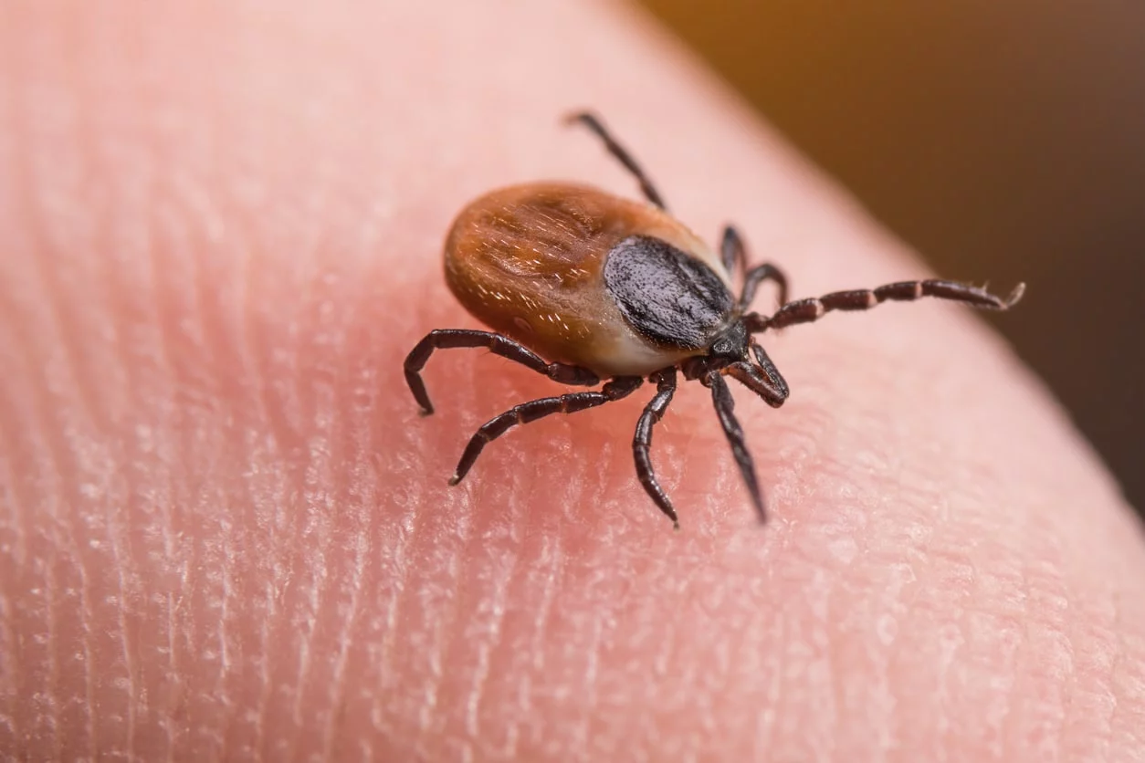 deer tick on skin of human finger.