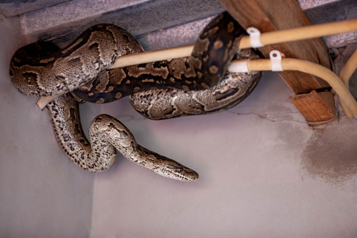 Python snake hiding in the house