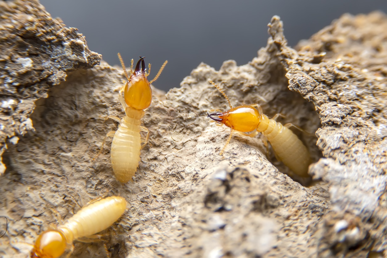 Three termites crawling around in a nest.