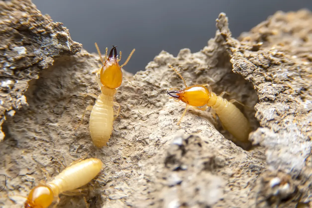 Termites in the nest on a white background.