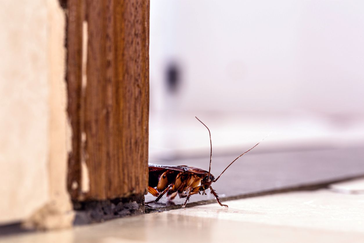 An American cockroach peeks its head out from behind a doorway