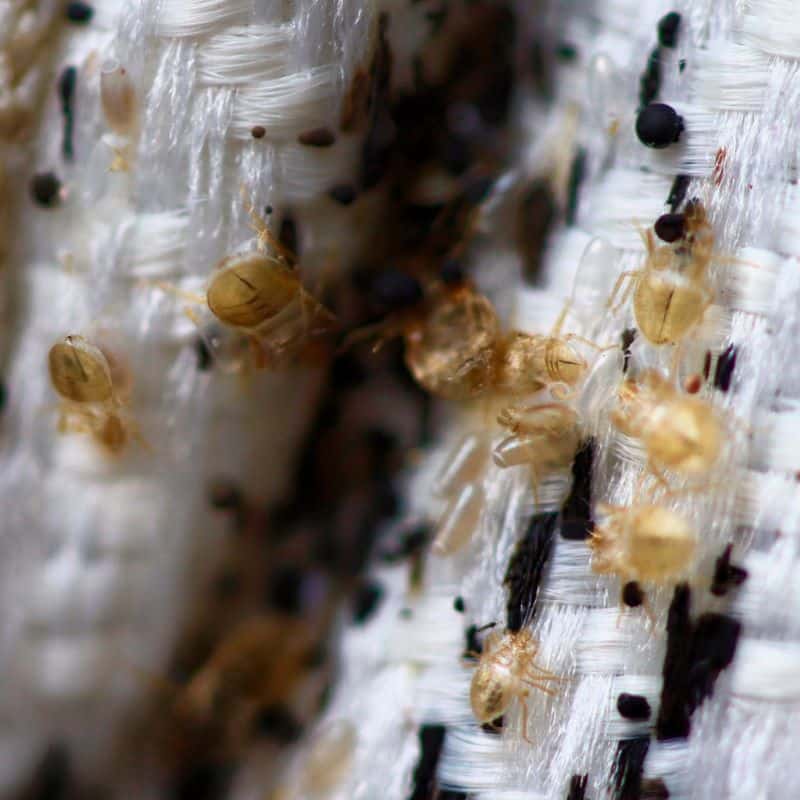 Bed bugs embedded in a white mattress