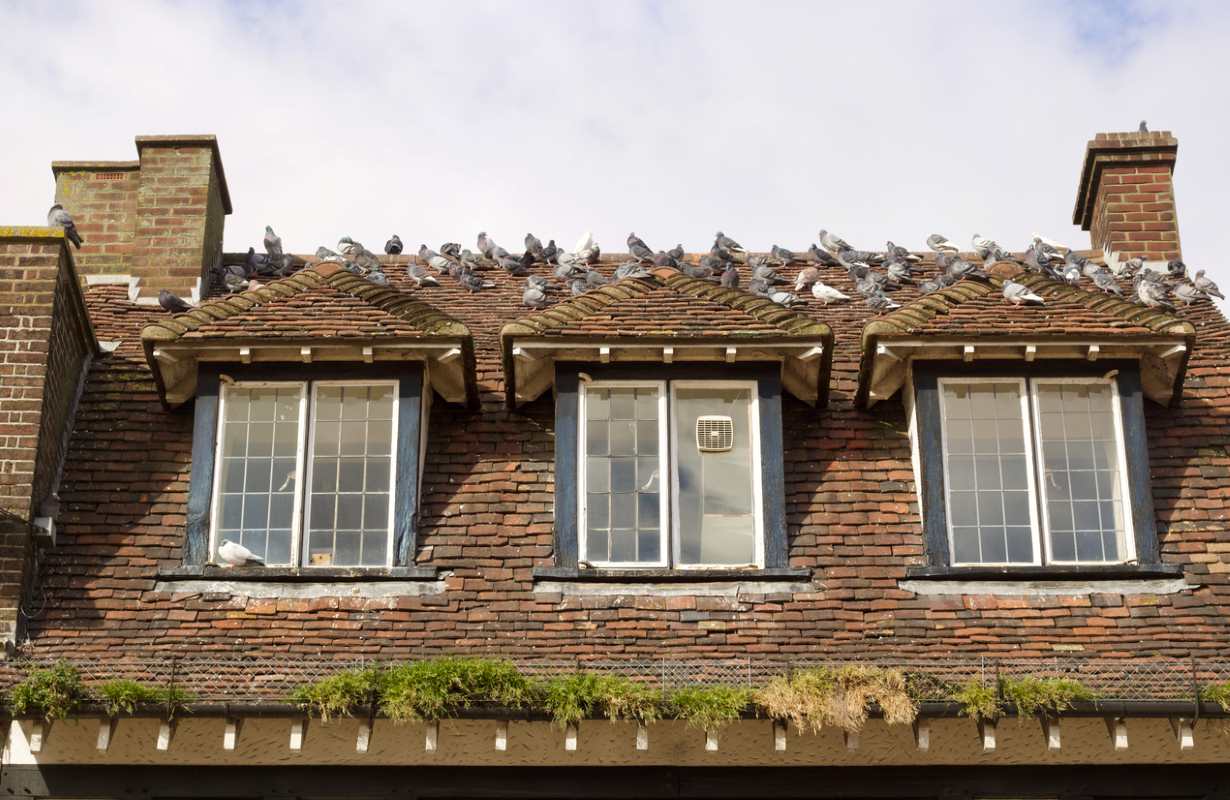 Roof of old house with pigeon infestation