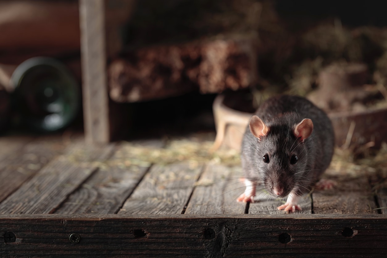 A mouse scurries past hay on a wooden platform.