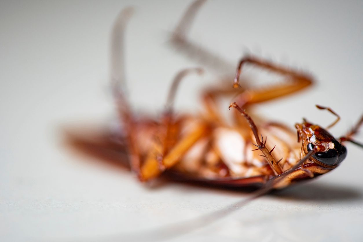 A dead cockroach lies on its back, displaying its legs. 