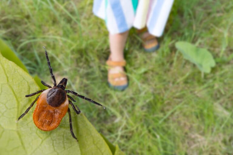 Ticks in Florida: A Comprehensive Guide to Identification and Control ...