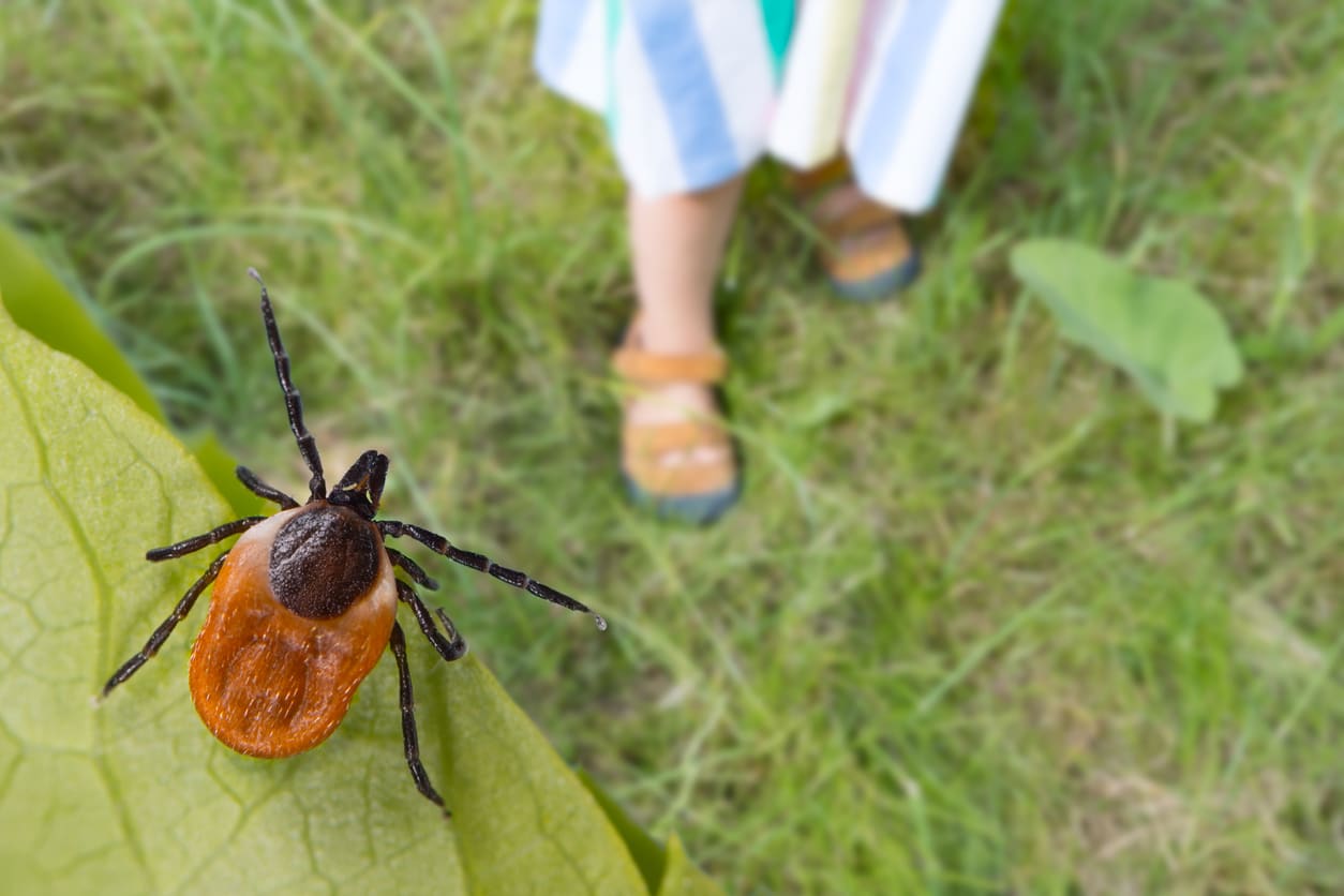 eer tick and small child legs in summer shoes on a grass.
