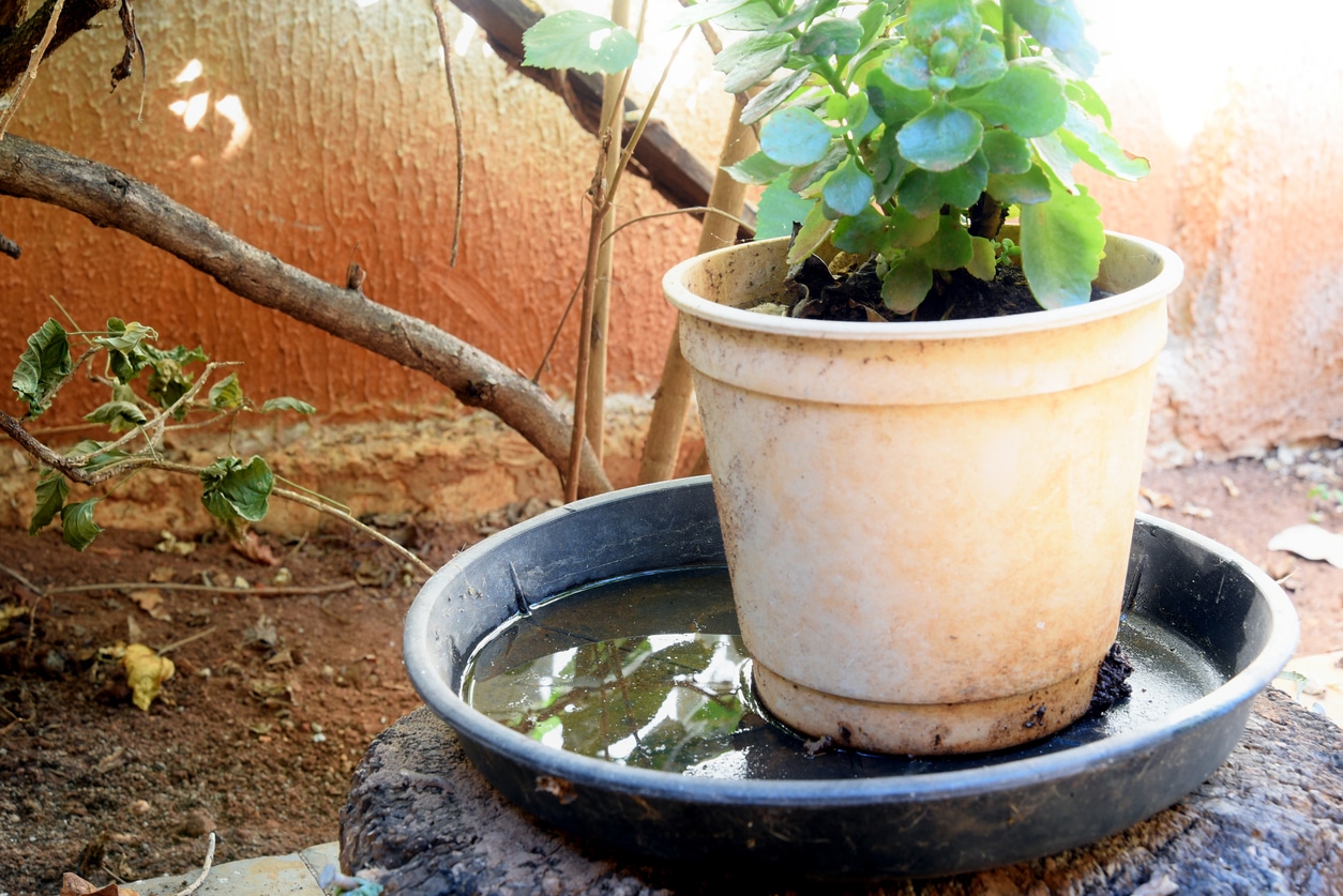 Abandoned plastic bowl in a vase with stagnant water inside, a potential mosquito breeding ground.